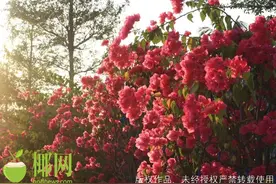 阿嚏！春季老犯过敏性鼻炎？海南专家教你如何预防图片
