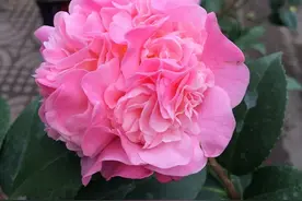 花卉界的“香香公主”，花朵像牡丹，一朵重一斤，耐寒耐热好养活图片