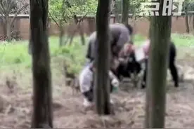 网传上百人带铲子上山挖“黄金”，知情者：是挖土元并非真黄金，官方：多数人为跟风，对山体不造成影响图片