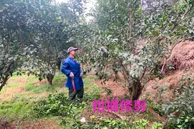 柑橘清园啥时间好？药剂又该如何选配？老农经验分享图片