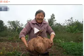 比身子还大！一阿姨挖出30斤巨无霸红薯图片
