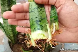 适合小能手扦插的3种花，叶子粘土就能活，轻松成养花大户图片
