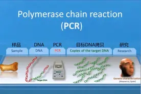 PCR 的起源图片
