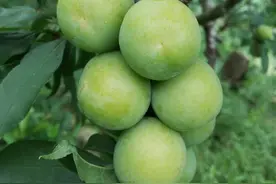 各个时期的李子树苗怎么修剪呢？有兴趣的朋友请继续往下阅读图片
