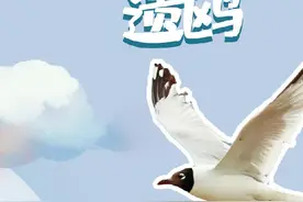 归来·科普长图｜湿地精灵——遗鸥图片