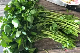 寒冬一把西洋菜，冬季干燥多吃它，清肺热去火气，煮煮就上桌图片
