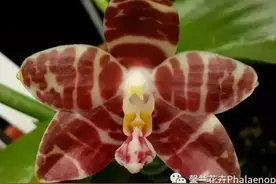 十四种原生蝴蝶兰品种赏析图片