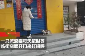 流浪猫叼幼崽求店主“收养”，每天过来看望，感动了半条街的市民图片