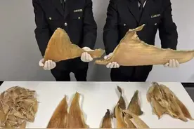 告诉老默：鲨鱼不能吃图片