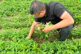 杂草对于牧草的危害大，这三种农田杂草防治方法，建议收藏图片