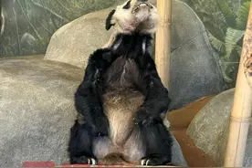 照看大熊猫丫丫的专家何时前往美国？回应：两名专家已抵达图片