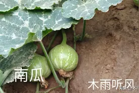 提高丝瓜南瓜多结瓜的办法，照着做，谁做谁受益图片