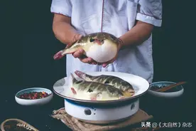 浅说河鲀图片