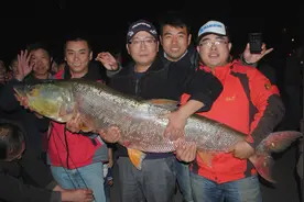 “水老虎”大量横行于三峡坝区，凶猛无比！专家：建议不要干涉图片