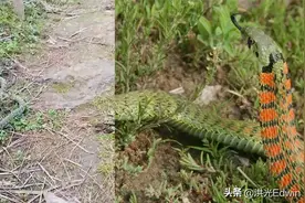 重庆现野鸡脖子蛇，有人跟着，转过头就攻击人，吃起蟾蜍来不心疼图片