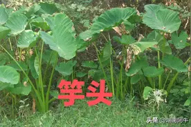 湖南发现了海芋，还是蛇的克星图片