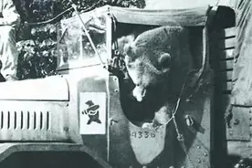 1944年，德军在战场发现一头熊，叼着烟扛100斤补给箱冲锋图片