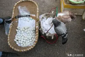 一鸽胜九鸡，多喝鸽子汤，牢记“2不做”，营养不流失，肉嫩汤鲜图片