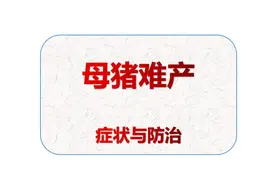 养猪秘籍-母猪难产症状与防治图片