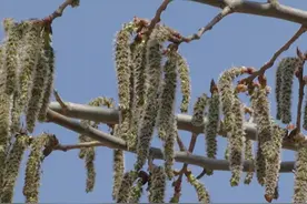 杨树上掉下来的是“毛毛虫”?图片