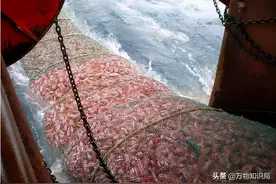 南极发现“海上粮仓”，重量超过10亿吨，能供1亿人吃多久？图片