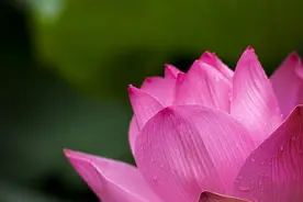 十日谈 | 莲花盛开的诗性图片