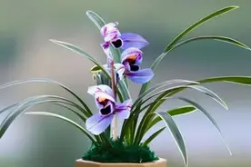 建兰色花名品“紫月荷”，花开富贵吉祥，兰香扑鼻，养兰首选图片