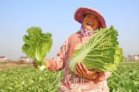 乳酸菌酸菜和传统酸菜哪个更好？看后你就知道了图片