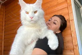 俄罗斯猫咪不到2岁体重却有24斤，还会继续长！真"温柔巨人"图片