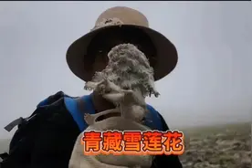 网络主播疑采摘濒危“水母雪兔子”，警方介入调查图片