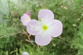 俗语“穷人心肠好，富人心如刀”是什么意思？有道理吗？图片