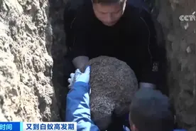 危险！水库大坝惊现蚁巢，竟有超百万只白蚁？图片