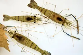 常见食用虾之——河虾图片