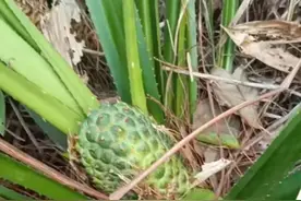 广东海边生长这种叫簕古植物，叶包粽子果实入药，树虫更营养美味图片