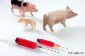 猪场神药：磺胺嘧啶钠和磺胺间甲氧，如何配伍效果最佳？图片