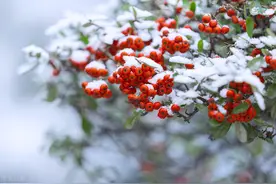 心若无尘，落雪听禅，三千繁华凉到底，一叶菩提一叶心图片