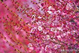 梅花绽放春意浓图片