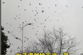 土耳其地震引发人们担忧，四川云南等地惊现大量飞鸟，是什么原因图片