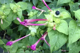 1种野草花朵鲜红色，种子像“小地雷”，人称地雷花，如今珍贵图片