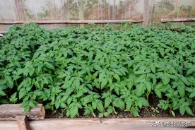 自制三种生根水，作物缓苗快、长势壮，种植移栽都用得上图片