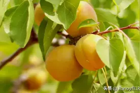 夏日炎炎小确“杏”，大黄杏这样做，满口都是清香，一口就爱上图片