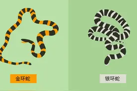 我国陆地第一毒蛇，性情温顺，不怕雄黄，夜钓人为何成攻击目标？图片