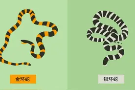 我国陆地第一毒蛇，性情温顺，不怕雄黄，夜钓人为何成攻击目标？图片