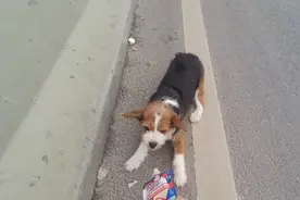 湖北：被困高架桥的柯基串，在交警的帮助下，幸运地回到主人身边图片