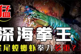 一拳打出2万℃高温，螳螂虾是如何做到的？图片