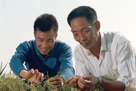 “稻子熟了，妈妈，我来看您了”袁爷爷，一年了，您一定和妈妈在稻下乘凉吧！图片