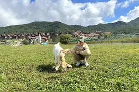 “假装在欧洲”出新篇！山顶喝咖啡，草坪撸小羊，北京当日往返图片
