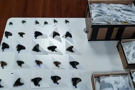 5.5公斤！海关截获5050枚蝴蝶标本，制作过程可能有剧毒图片