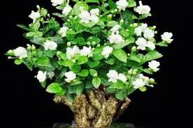 茉莉花4月不发芽？换个“方法”来养护，早早发芽又开花图片