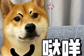 狗子夏季不驱虫有多可怕？不仅可能引发心脏病，还有可能传染人图片